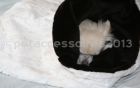 cuddle cup fourrure noire et blanche