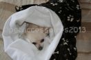 sac de couchage pour chiens et chats polaire marron os et pattes polaire blanche