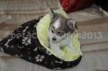 tunnel de couchage pour chien fourrure noire et fourrure vert anis