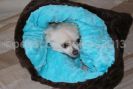 tunnel de couchage pour chien ou chat fourrure noire et polaire bleu ciel