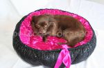 panier corbeille pour chien 2 en 1