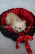 panier pour chien corbeille 2 en 1 rouge et noire