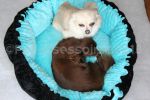 panier pour chien corbeille 2 en 1 bleue et noire