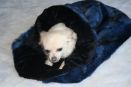 cuddle cup fourrure blanche polaire rouge