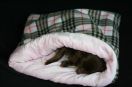 cuddle cuppolaire type burb marron et rose et polaire rose a etoiles