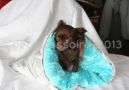 tunnel de couchage pour chiens et chats fourrure blanche et polaire bleue