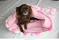 cuddle cup polaire rose et tissu elephant